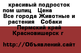 красивый подросток пом шпиц › Цена ­ 30 000 - Все города Животные и растения » Собаки   . Пермский край,Красновишерск г.